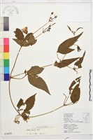 小木通藏品圖，第2張