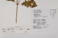 日本牛膝藏品圖，第2張