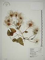 田代氏鐵線蓮藏品圖，第1張