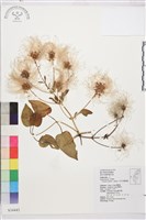 田代氏鐵線蓮藏品圖，第2張