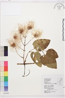 田代氏鐵線蓮藏品圖，第2張