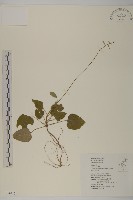 阿里山鬼督郵藏品圖，第1張