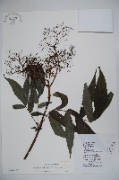 冇骨消藏品圖，第1張