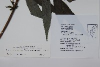 冇骨消藏品圖，第2張