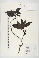 桃葉珊瑚藏品圖，第1張