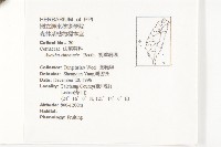 桃葉珊瑚藏品圖，第2張