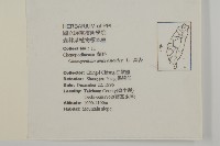 臭杏、土荊芥藏品圖，第2張