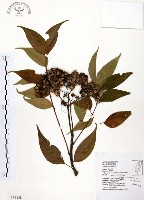 賊仔樹藏品圖，第1張