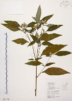 臺灣鱗球花藏品圖，第1張