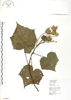 山芙蓉、臺灣山芙蓉、狗頭芙蓉藏品圖，第1張