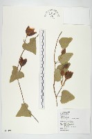 盒果藤藏品圖，第1張