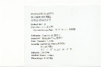 盒果藤藏品圖，第2張