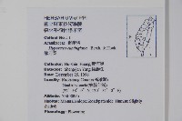 槍刀菜藏品圖，第2張