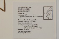 紫花霍香薊藏品圖，第2張