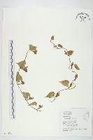 紅花野牽牛藏品圖，第1張