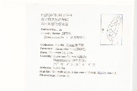 紅花野牽牛藏品圖，第2張