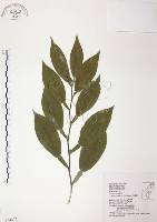 柚葉藤藏品圖，第1張