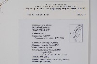 裂葉秋海棠藏品圖，第2張