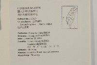 草珊瑚、紅果金粟蘭藏品圖，第2張