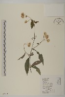 大頭艾納香藏品圖，第1張