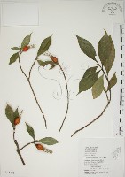 山黃梔藏品圖，第1張