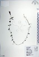 倒地蜈蚣、四角銅鑼藏品圖，第1張