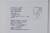 黑眼花藏品圖，第2張