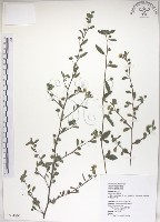 恆春金午時花藏品圖，第1張