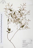 臺灣何首烏藏品圖，第1張