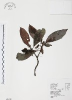 九節木、牛屎烏、青龍吐霧藏品圖，第1張