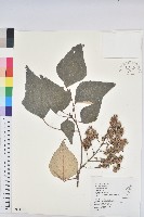 白匏子藏品圖，第1張