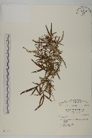 中南蒿藏品圖，第1張