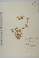 球序卷耳藏品圖，第1張