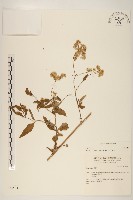 登錄號:S034524藏品圖，第1張