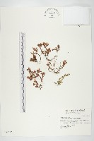 紅子佛甲草藏品圖，第1張