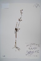 輪葉沙參藏品圖，第1張