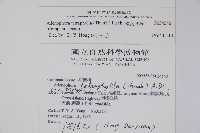 輪葉沙參藏品圖，第2張