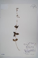 輪葉沙參藏品圖，第1張