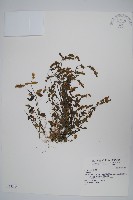 登錄號:S034543藏品圖，第1張