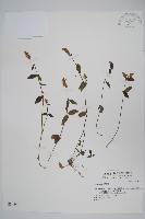 登錄號:S034544藏品圖，第1張