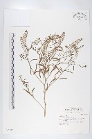 獨行菜藏品圖，第1張