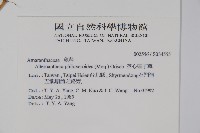 空心蓮子草藏品圖，第2張