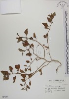 番杏藏品圖，第1張