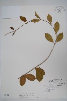 武靴藤藏品圖，第1張