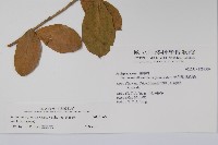 武靴藤藏品圖，第2張