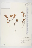 濱旋花藏品圖，第1張