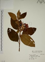 野牡丹藏品圖，第1張