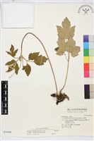 小白頭翁、野棉花藏品圖，第1張