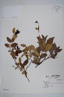 登錄號:S034569藏品圖，第1張