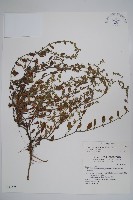 細纍子草藏品圖，第1張